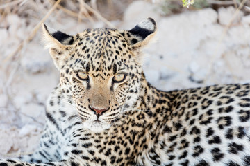 Leopard relaxing at Etosha National Park, Namibia, Africa