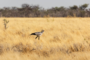 Secretary bird at Etosha National Park, Namibia, Africa