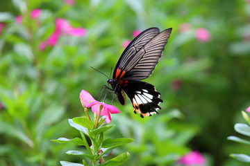 Beautiful butterfly and colorful flower in the garden.