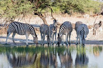 Group of zebra drinking at waterhole, Etosha National Park, Namibia, Africa