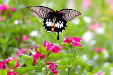 Beautiful butterfly and colorful flower in the garden.