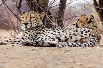 Cheetah relaxing at Okonjima Nature Reserve, Namibia, Africa