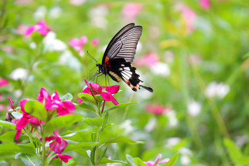 Beautiful butterfly and colorful flower in the garden.