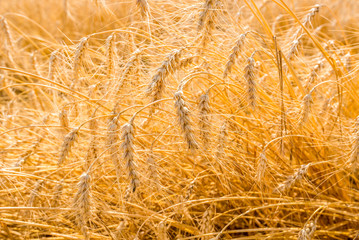Ripe barley (Hordeum vulgare) in the field at harvest time