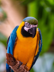Macaw New World Parrots in Captivity