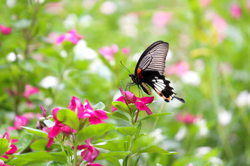 Beautiful butterfly and colorful flower in the garden.
