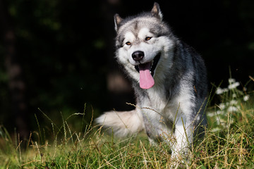 dog breed Alaskan Malamute outdoors in summer