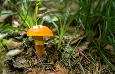 Mushroom Suillus grevillei (Greville's bolete or larch bolete) in the forest