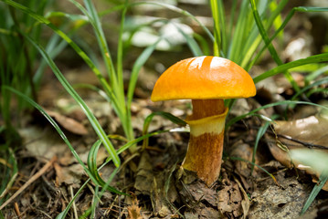 Mushroom Suillus grevillei (Greville's bolete or larch bolete) in the forest