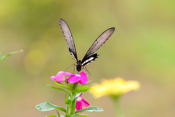 Beautiful butterfly and colorful flower in the garden.