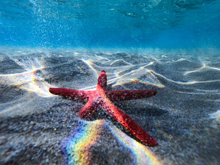 Underwater view of a red starfish at the sandy and rocky bottom of the sea.