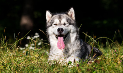 Obraz premium dog breed Alaskan Malamute outdoors in summer