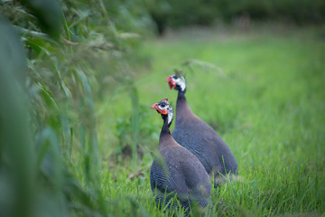 A beautiful bird with beautiful plumage walks in nature on green grass.