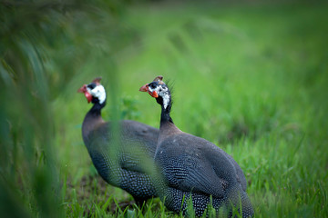A beautiful bird with beautiful plumage walks in nature on green grass.