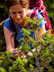 Women hiker collecting juniper berries in meadow at Hilsenfirst, France