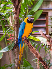 Macaw New World Parrots in Captivity