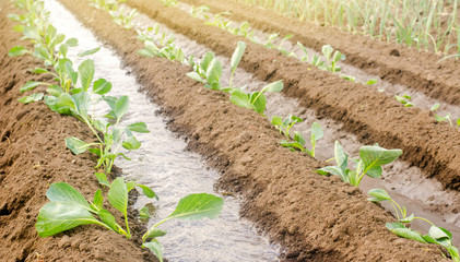 Planting seedlings cabbage in the field and natural watering / Irrigation. Growing organic vegetables. Eco-friendly products. Agriculture and farming. Ukraine, Kherson region. Crops. Selective focus