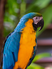 Macaw New World Parrots in Captivity