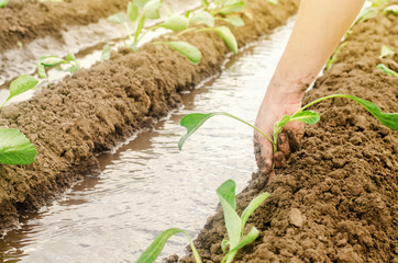 Planting seedlings cabbage in the field and natural watering / Irrigation. Growing organic vegetables. Eco-friendly products. Agriculture and farming. Ukraine, Kherson region. Crops. Selective focus