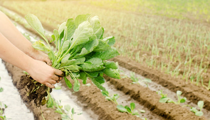 The farmer holds young cabbage seedlings in hand. Growing organic vegetables. Eco-friendly products. Agriculture and farming. Gardening. Ukraine, Kherson region. Selective focus