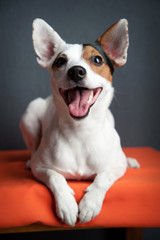 Jack russell terrier lying on dark background. Smiling dog.