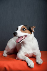 Jack russell terrier lying on dark background. Smiling dog.