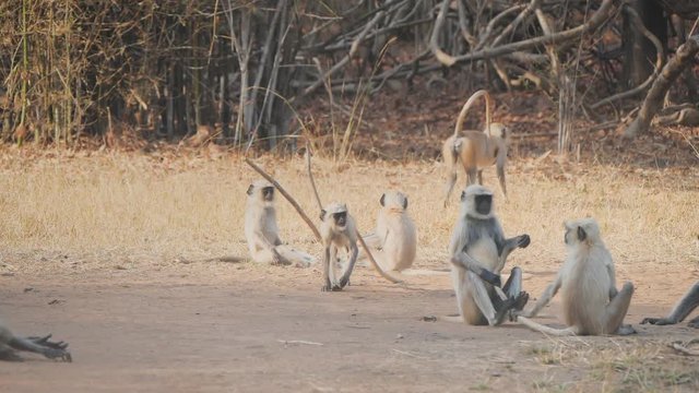 a 180p slow motion clip of a gray langur monkey pulling the tail of a companion at tadoba ahdhari tiger reserve in india
