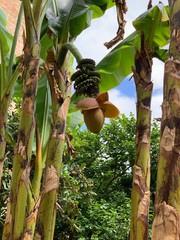 bananas on a tree