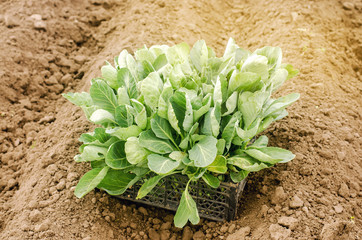 Box with young cabbage seedlings in the field. Eco-friendly products. Growing organic vegetables. Agricultural crops. Ukraine, Kherson region. Agriculture and farmland. Farm. Selective focus