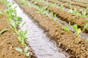 Irrigation of young cabbage in the field. Growing organic vegetables. Natural watering. Eco-friendly products. Agriculture and farmland. Crops. Ukraine, Kherson region. Selective focus