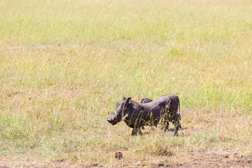 Warthog on the savanna