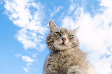 Funny gray cat on a background of blue sky. Pet portrait. Striped kitten. Animal. Place for text.