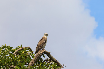 Short toed snake eagle in a tree
