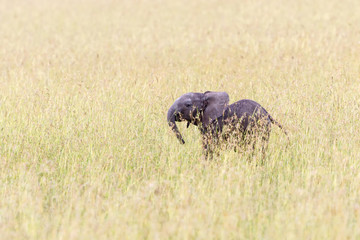 Alone elephant calf in the the grass on the savanna