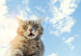 Funny gray cat on a background of blue sky. Pet portrait. Striped kitten. Animal. Place for text.