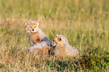 Newborn Cheetah cubs in the grass