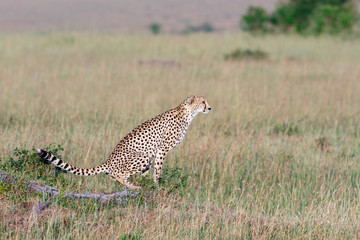 Cheetah sitting and shitting