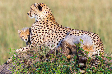 Cheetah family on a hill with curious cubs
