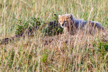 Cheetah cub that sneaks in the high grass of the savannah in Africa