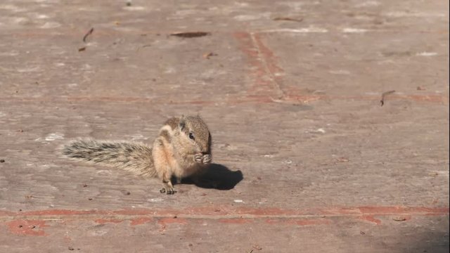180p slow motion clip of an indian palm squirrel feeding at red fort in delhi, india