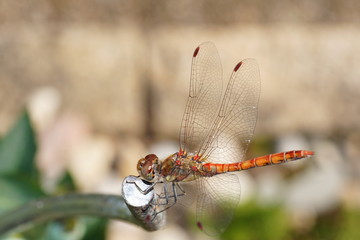 Libelle