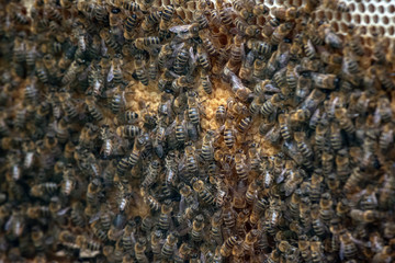 Thousands of bees on honeycombs with honey. Bees collecting nectar and putting into hexagonal cells...