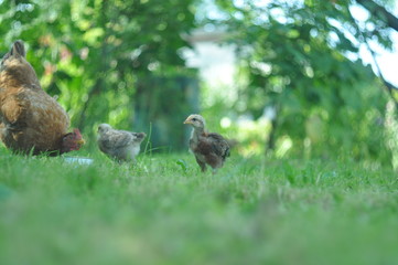 ducklings on the grass
