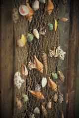 Seashells on a grid on a wood background