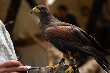 Peregrine brown falcon with claws sitting on leather protection on mans hand. Wild saker falcon outdoors