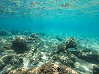 Fototapeta na wymiar Underwater view of rocks and stones at the bottom of the sea.