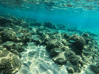Naklejka na ściany i meble Underwater view of rocks and stones at the bottom of the sea.