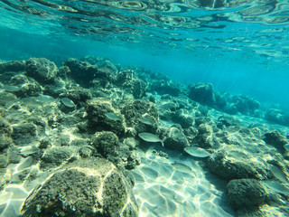 Underwater view of rocks and stones at the bottom of the sea.
