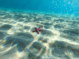 A red starfish unerwater. Sandy bottom of the sea view.
