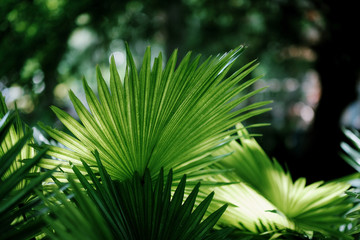 Tropical green leaf background in summer